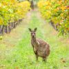 Every Day Is an Australian Wine Day