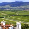 Grüner Veltliner: Austria’s Iconic White Wine